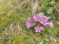 Gentianella anisodonta