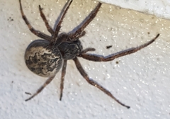 Larinioides ixobolus