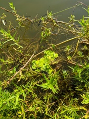Pistia stratiotes