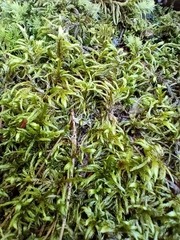 Pleurozium schreberi