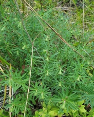 Ionactis linariifolia