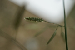Eragrostis minor