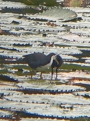 Amaurornis phoenicurus