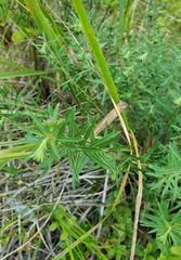 Ionactis linariifolia