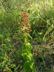 Lysimachia verticillaris