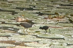 Amaurornis phoenicurus