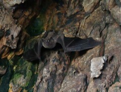 Rousettus aegyptiacus