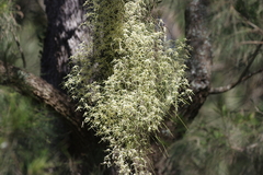 Dendrobium teretifolium