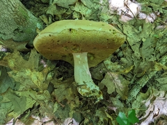 Tylopilus felleus