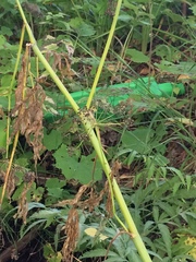 Cicuta virosa