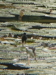 Amaurornis phoenicurus