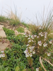 Euphrasia officinalis