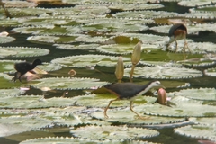 Amaurornis phoenicurus