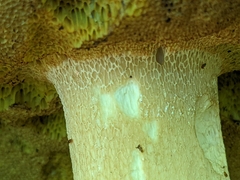 Tylopilus felleus