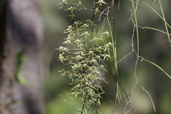 Dendrobium teretifolium