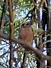 Otus lempiji