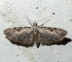 Eupithecia miserulata