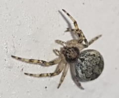 Larinioides ixobolus