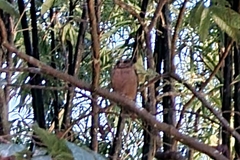 Otus lempiji