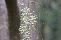 Dendrobium teretifolium