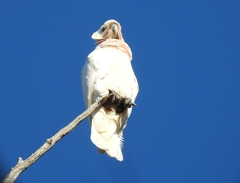 Cacatua sanguinea