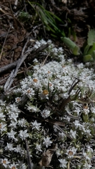 Helichrysum caespititium