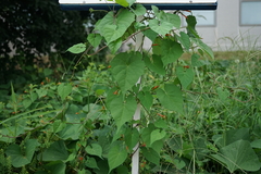 Ipomoea coccinea