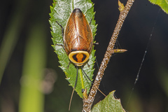 Ellipsidion reticulatum