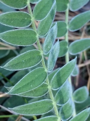 Oxytropis