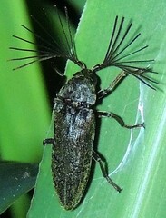 Callirhipis robusta