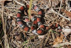 Lampropeltis gentilis