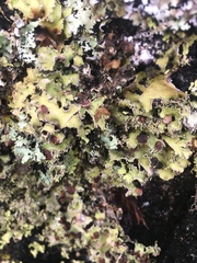 Yarrumia colensoi