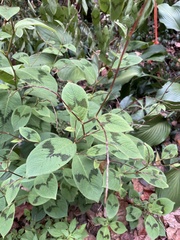 Persicaria filiformis
