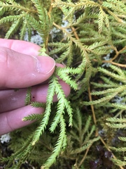 Lycopodium volubile