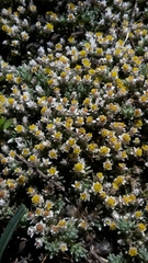 Helichrysum caespititium