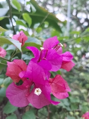 Bougainvillea glabra