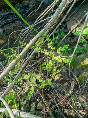 Euphorbia stricta