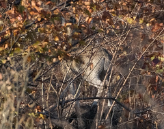 Oreotragus oreotragus stevensoni