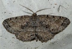 Melanolophia canadaria