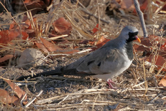 Oena capensis capensis