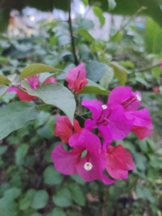 Bougainvillea glabra