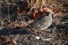 Oena capensis capensis