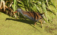Rallus aquaticus