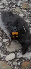Nicrophorus vespilloides