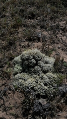 Helichrysum caespititium
