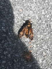 Acherontia atropos