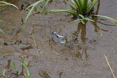 Orthetrum albistylum speciosum