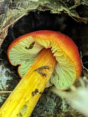 Hygrocybe