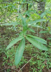 Quercus phellos