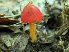 Hygrocybe